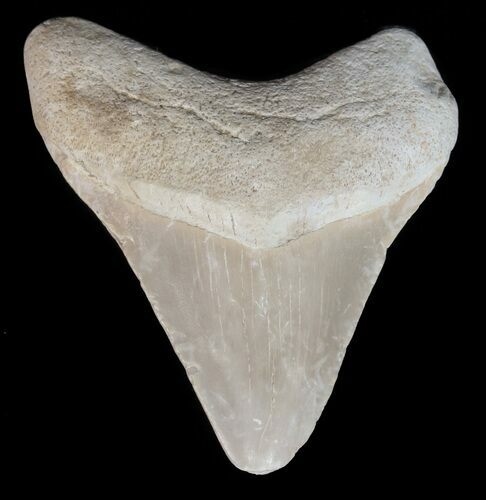 Serrated Megalodon Tooth - Bone Valley, Florida #48696
